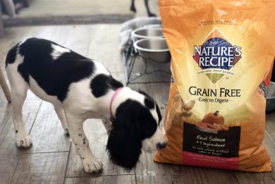 nature's recipe dog food