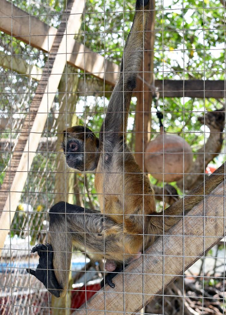 Daniel Johnson's Monkey and Sloth Hang Out