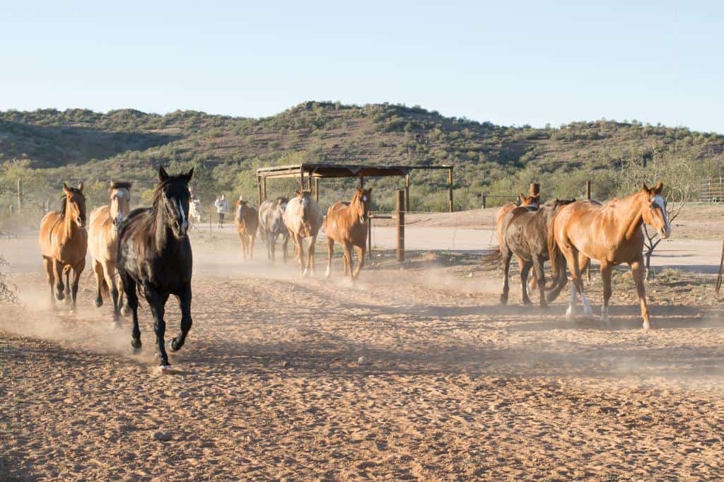 arizona dude ranch