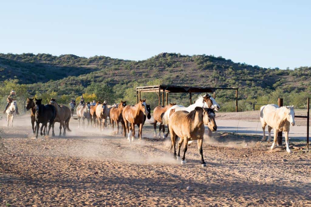 arizona dude ranch