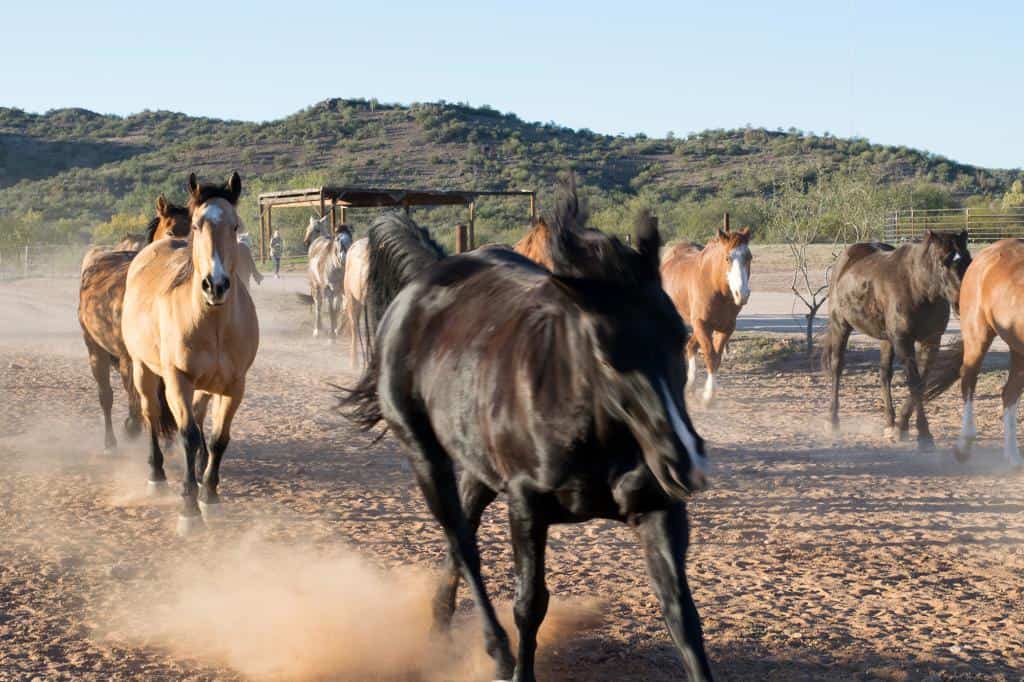 arizona dude ranch