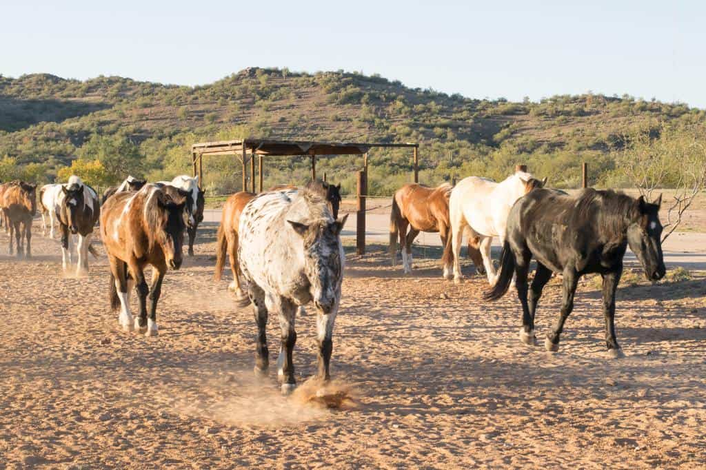 arizona dude ranch